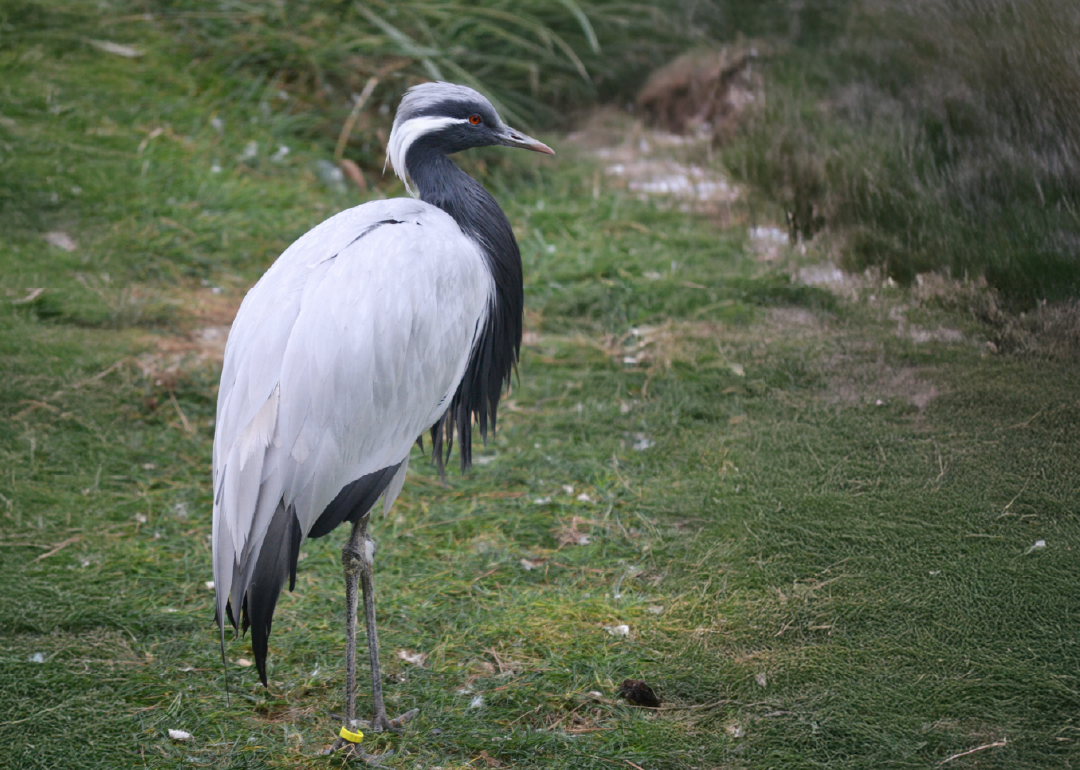 Grulla Damisela 