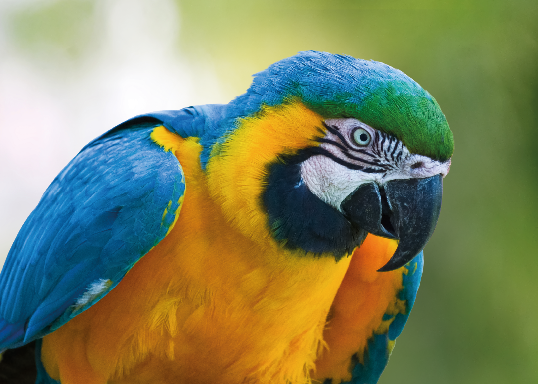 Guacamayo azul amarillo