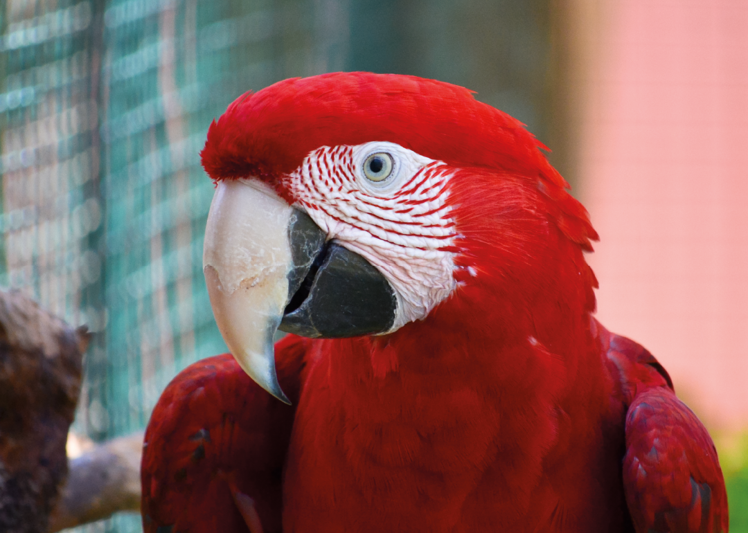Guacamayo Rojo