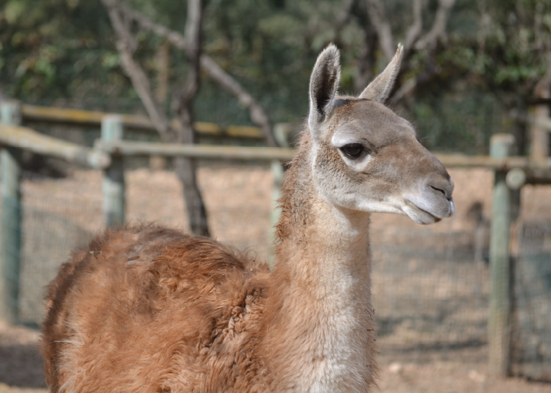Guanaco