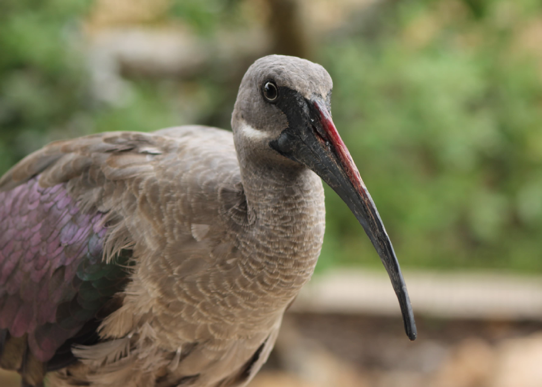 Ibis hadada