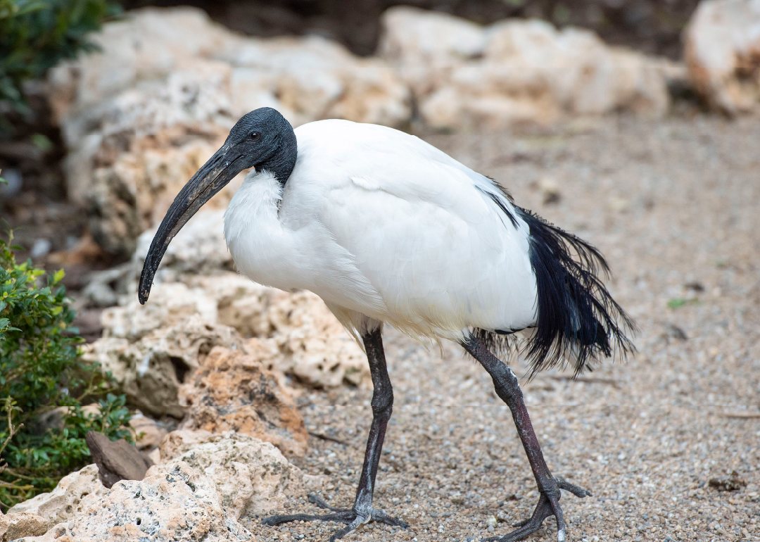 Ibis Sagrado