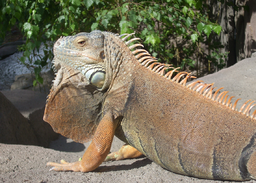 Iguana verde