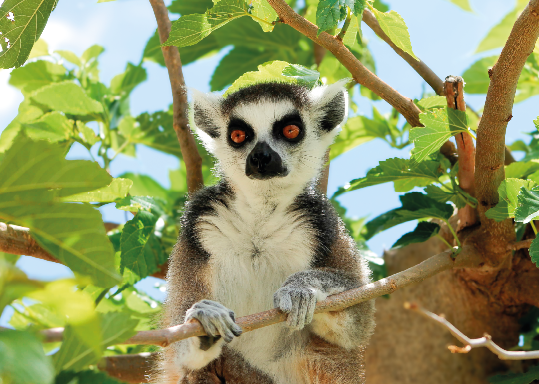 Lemur de Cola Anillada
