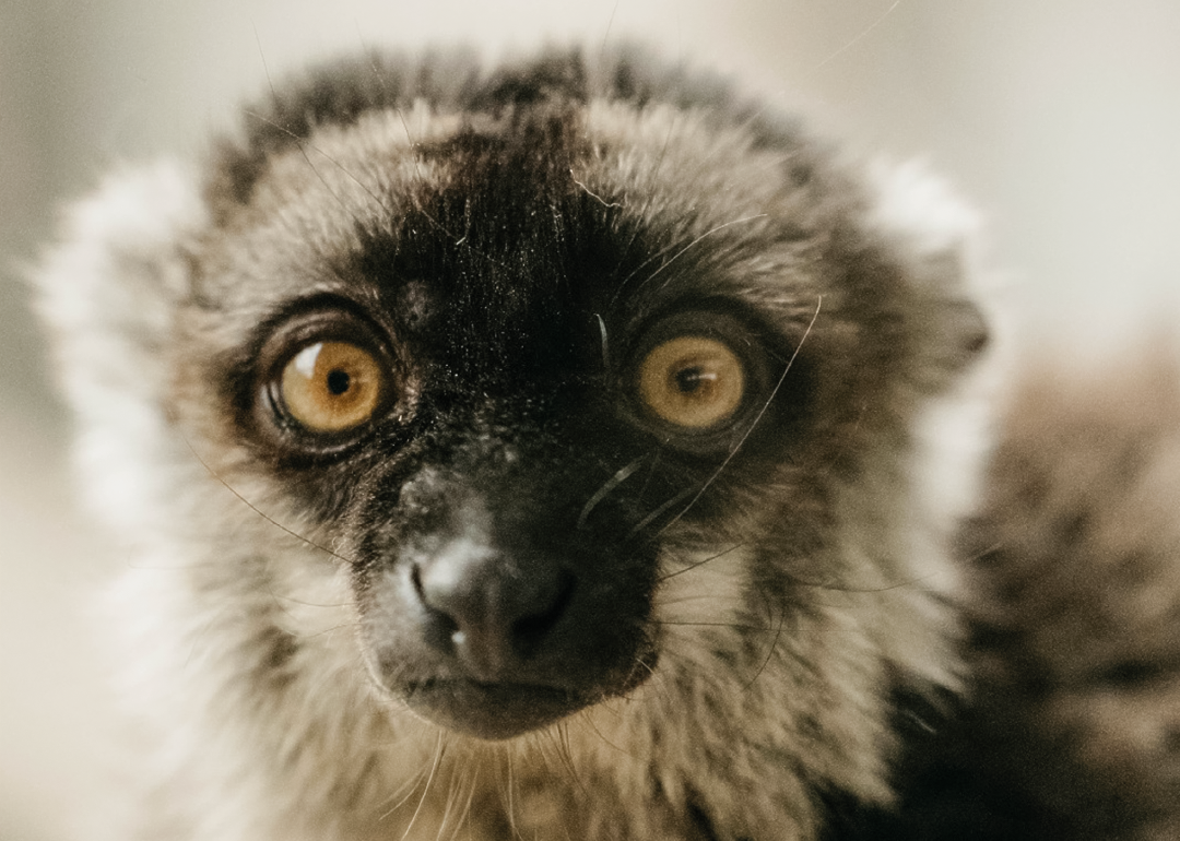 Lemur pardo