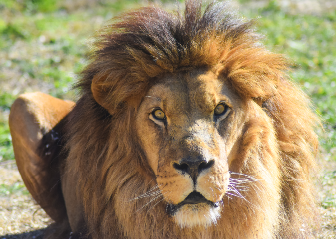 León