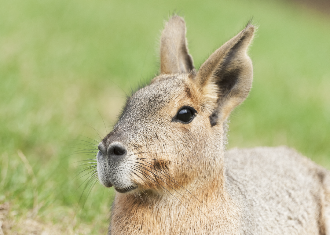 Mara