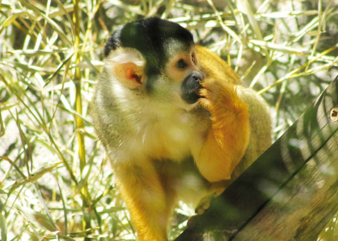 Mono ardilla Boliviano