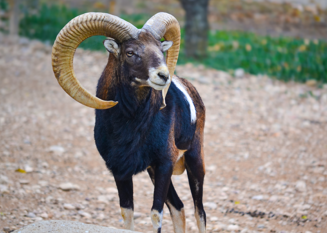 Muflón