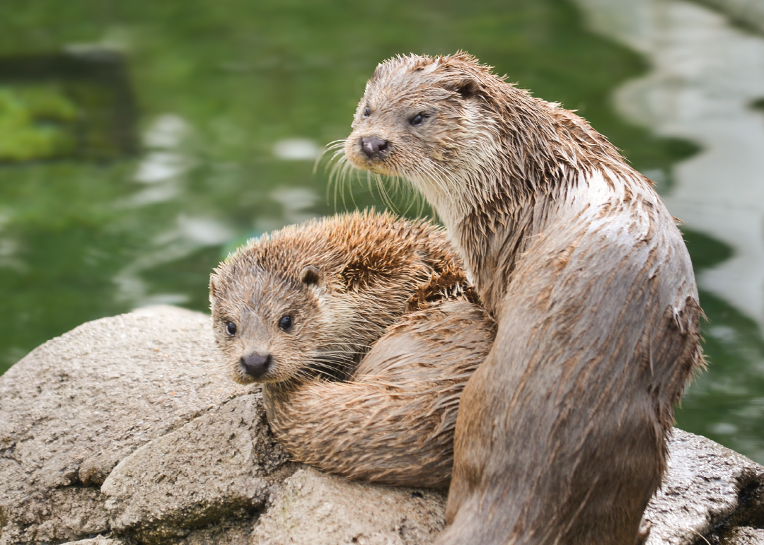 Nutria Europea