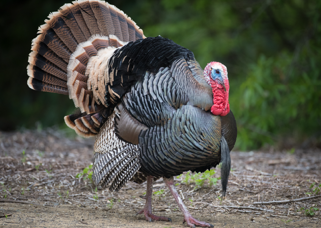 Pavo común
