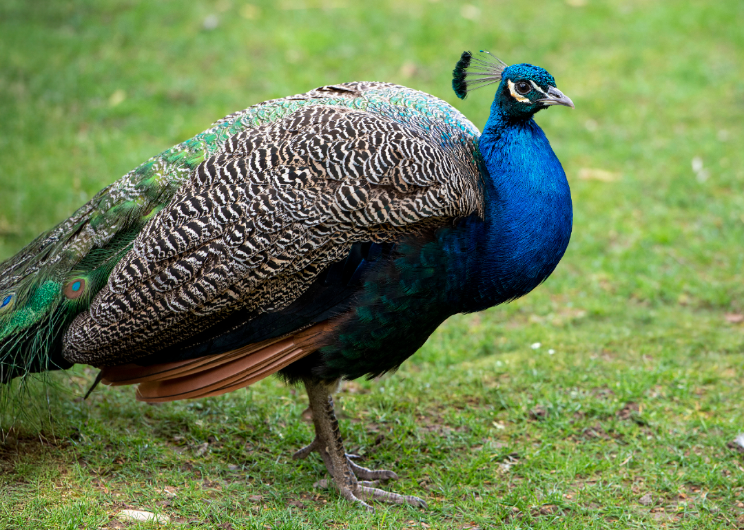 Pavo Real