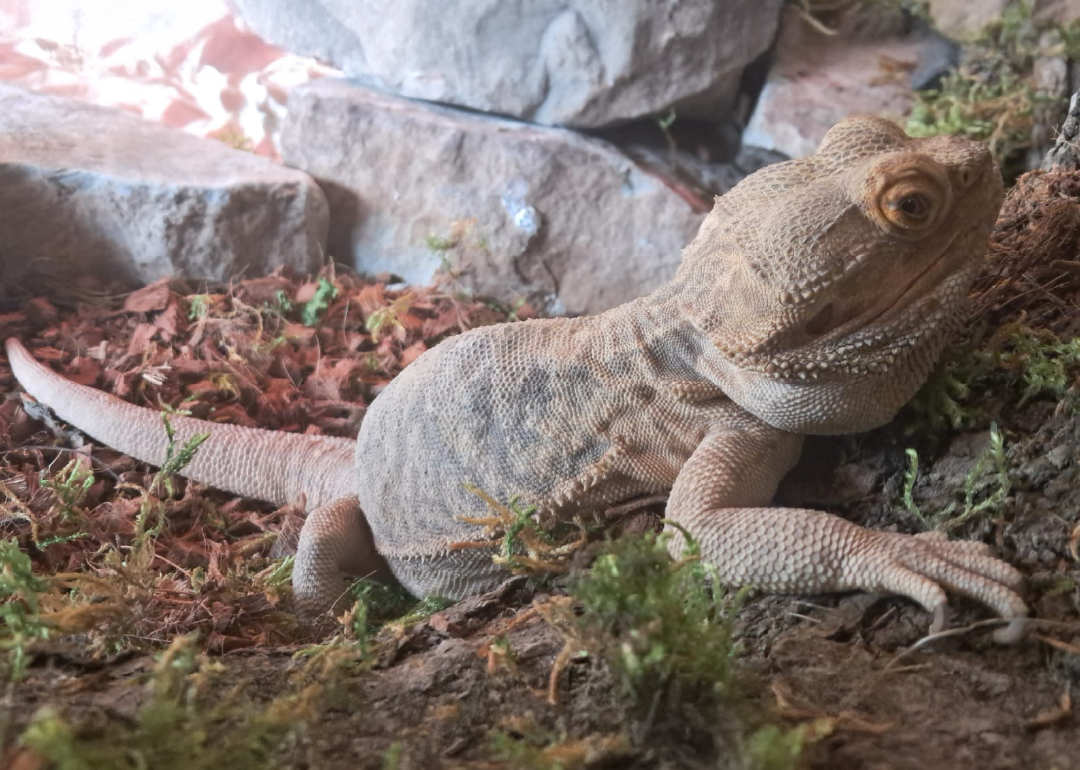 Pogona