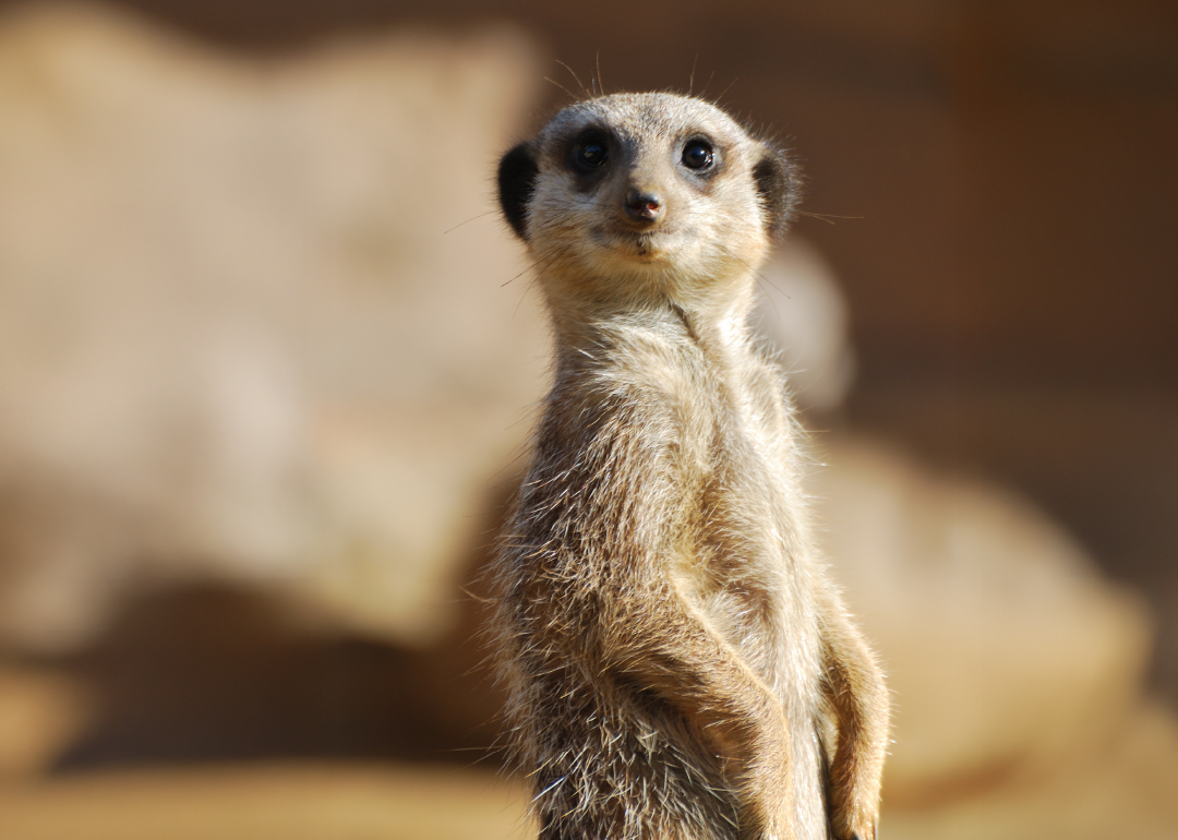 Suricata