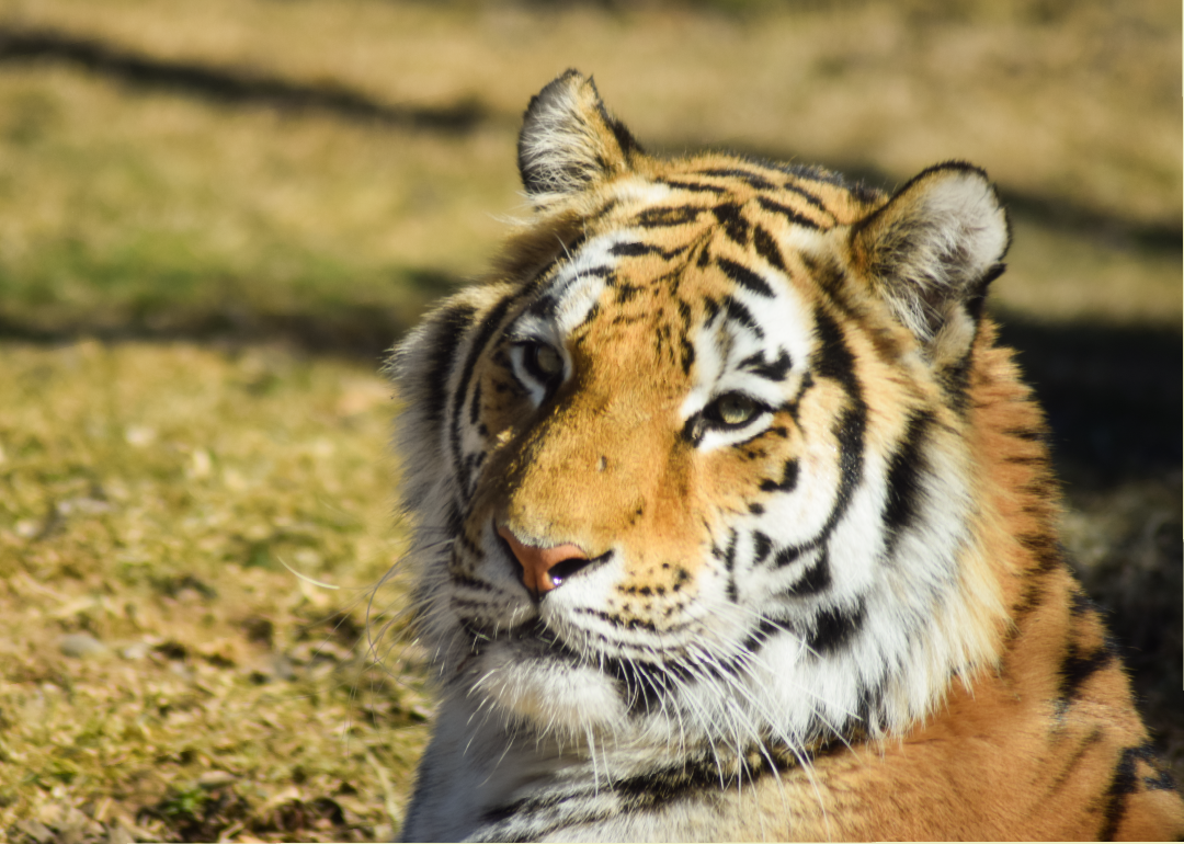 Tigre de Amur