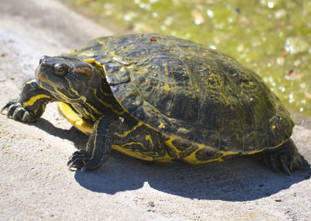 Tortuga de florida