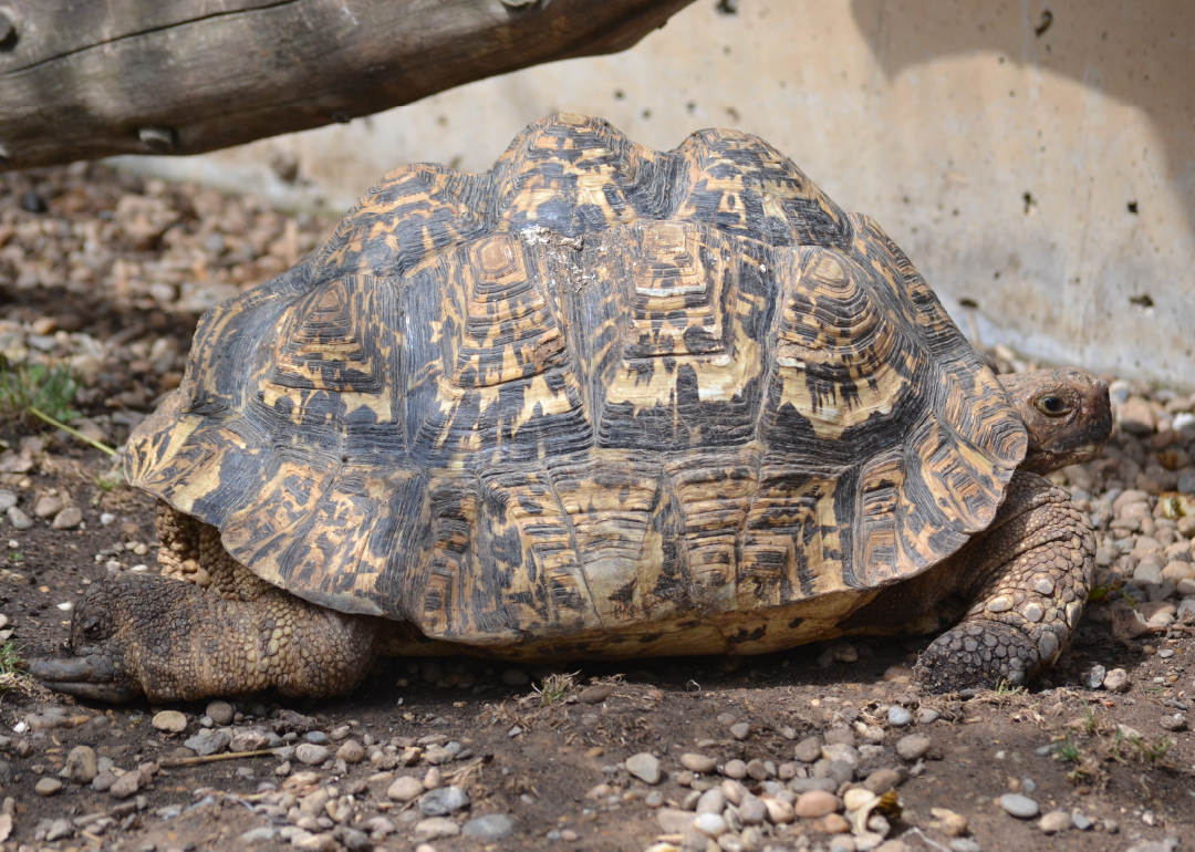 Tortuga Leopardo