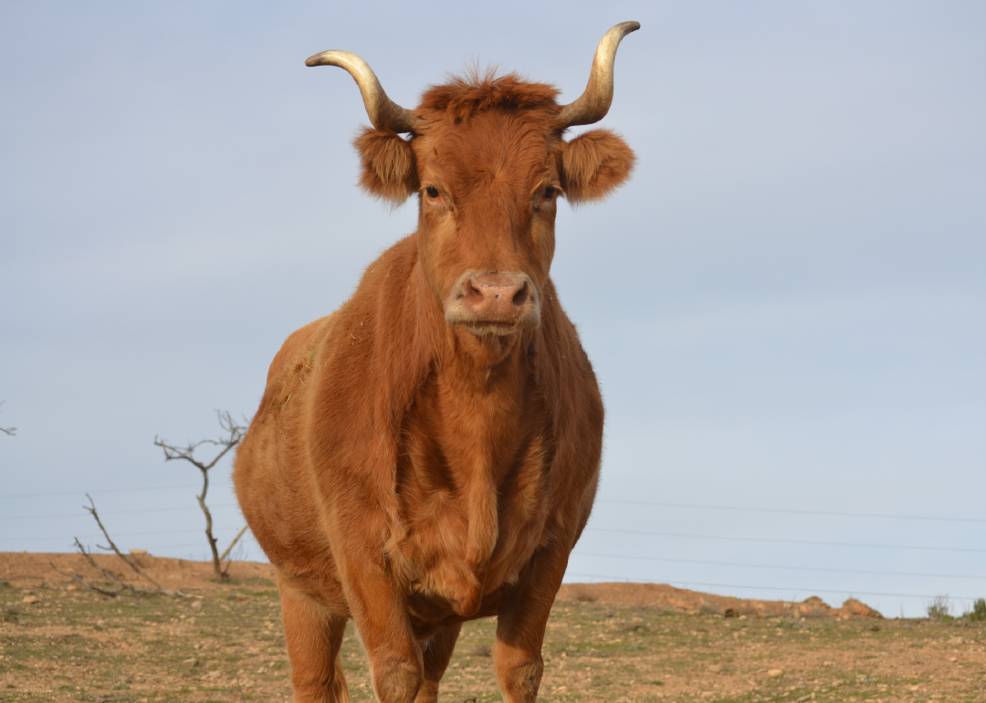 Vaca Betizu