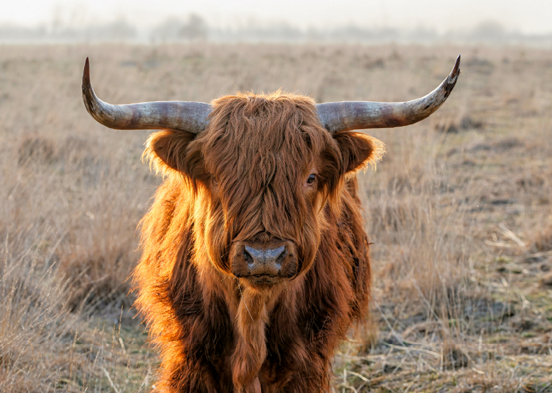 Vaca Scottish Highland