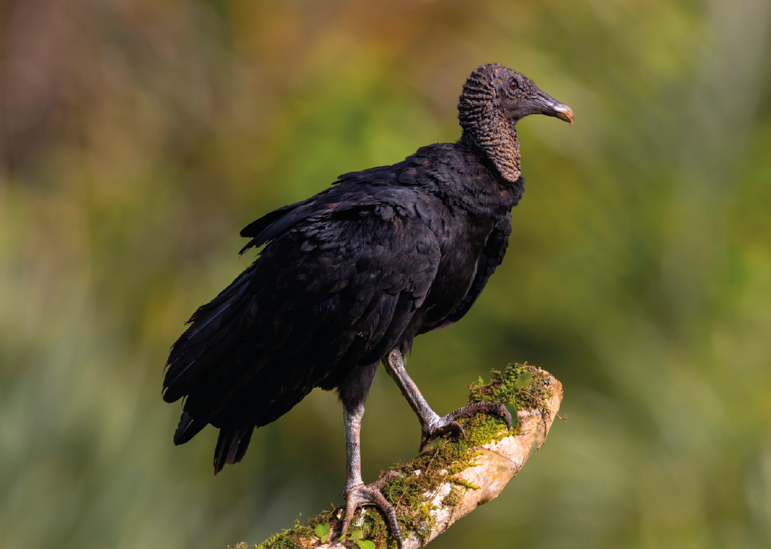 Zopilote negro