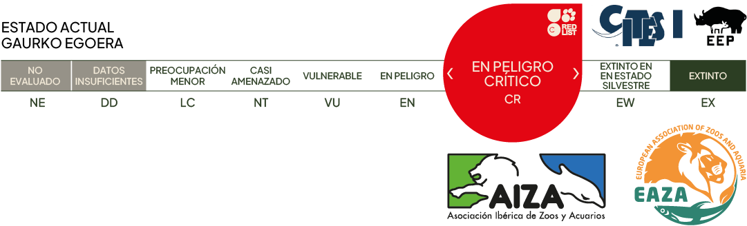 Estado actual - en peligro crítico