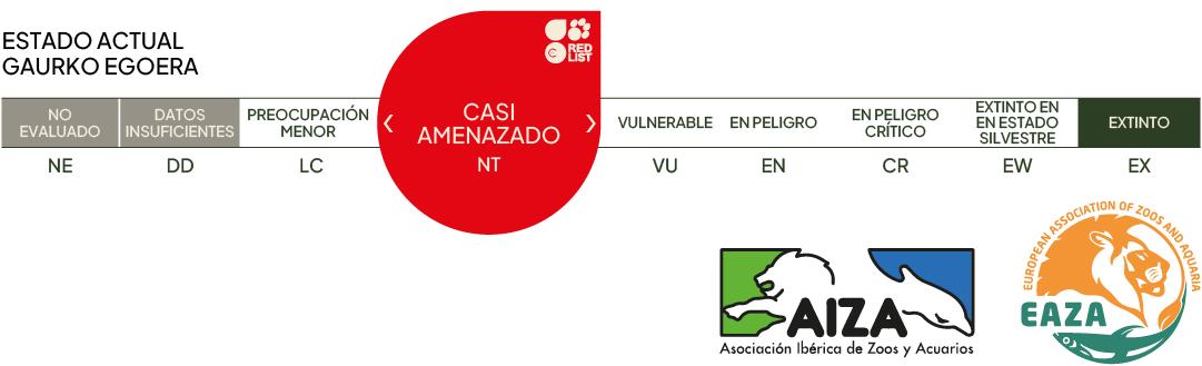 Estado actual - casi amenazado