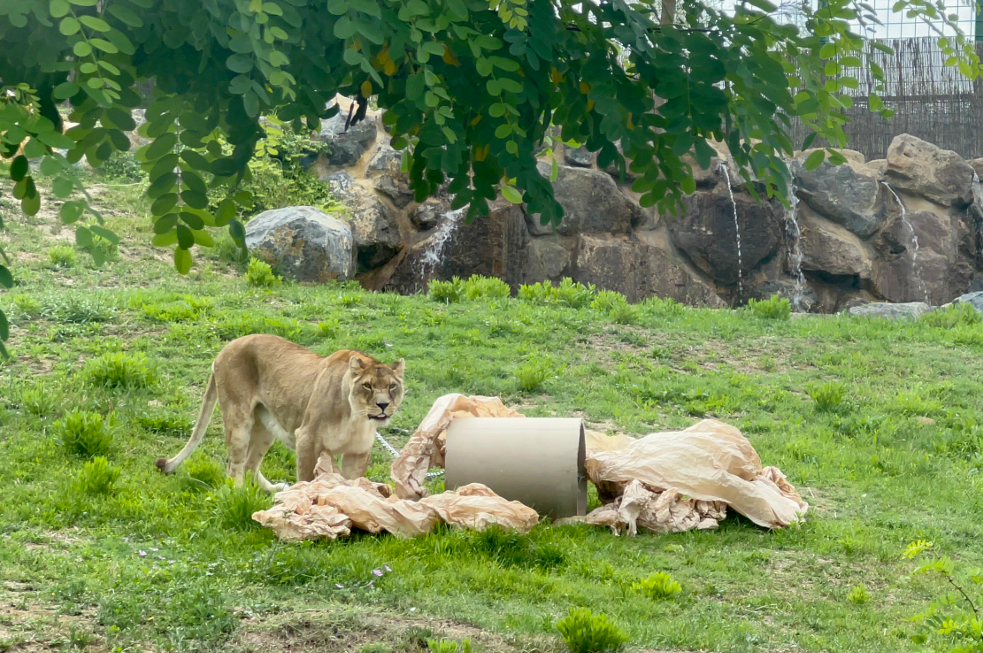 leones