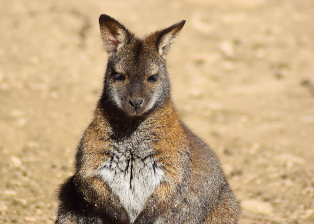 Wallaby de Bennet