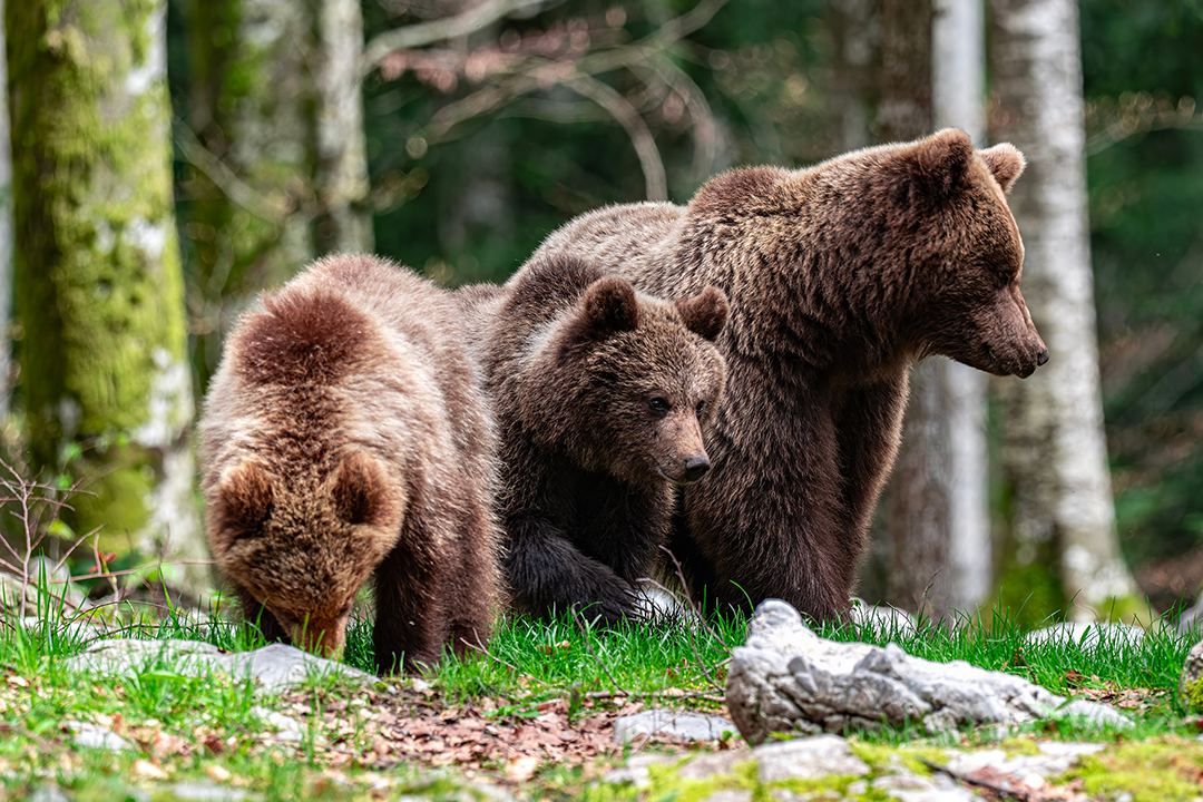 Bear ID