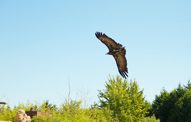 Exhibicion de rapaces Faunia