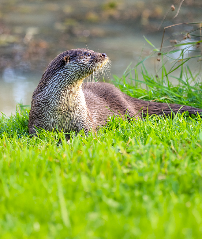 Nutria - Sendanatura